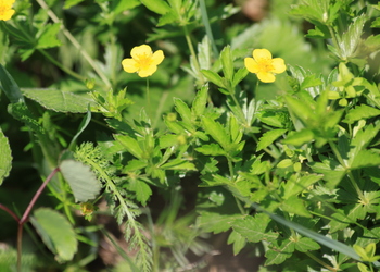 Blutwurz (Potentilla erecta) - © Emanuel Trummer